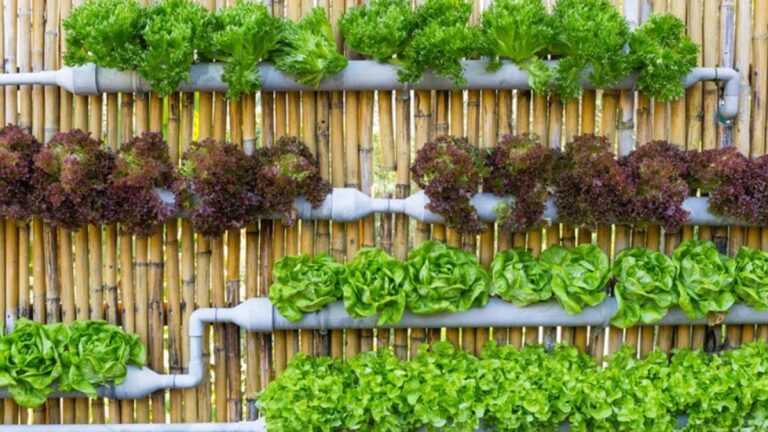 25 mejores plantas para jardines hidropónicos en interior