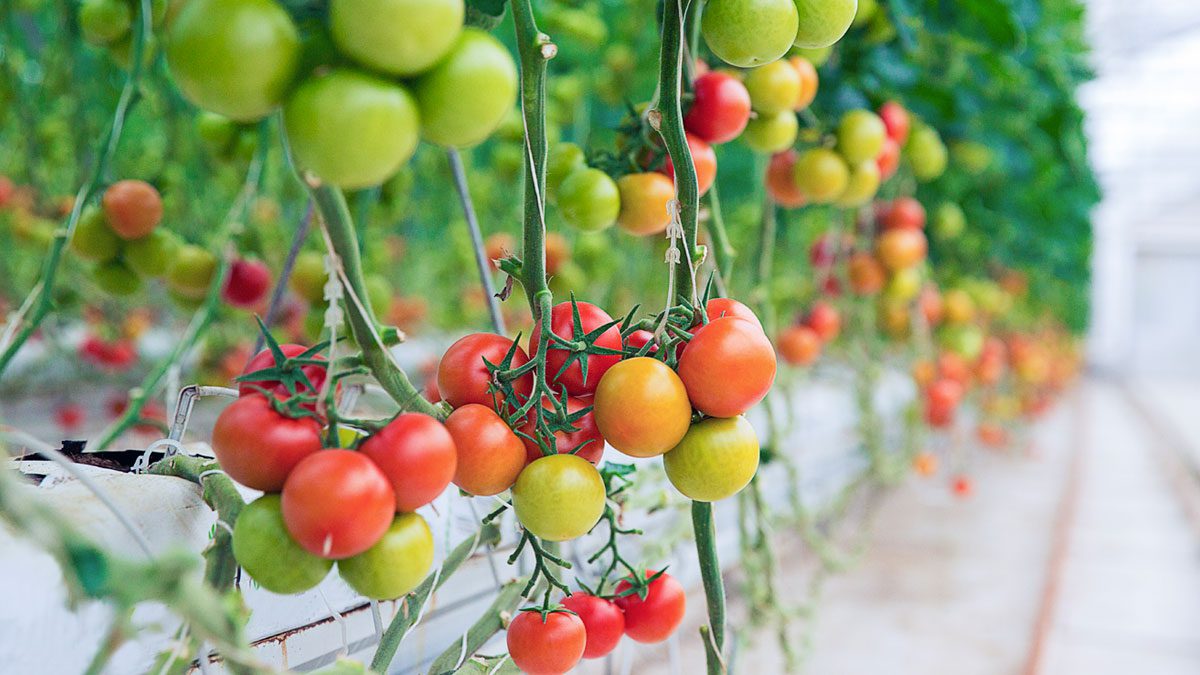 Como cultivar tomates orgánicos