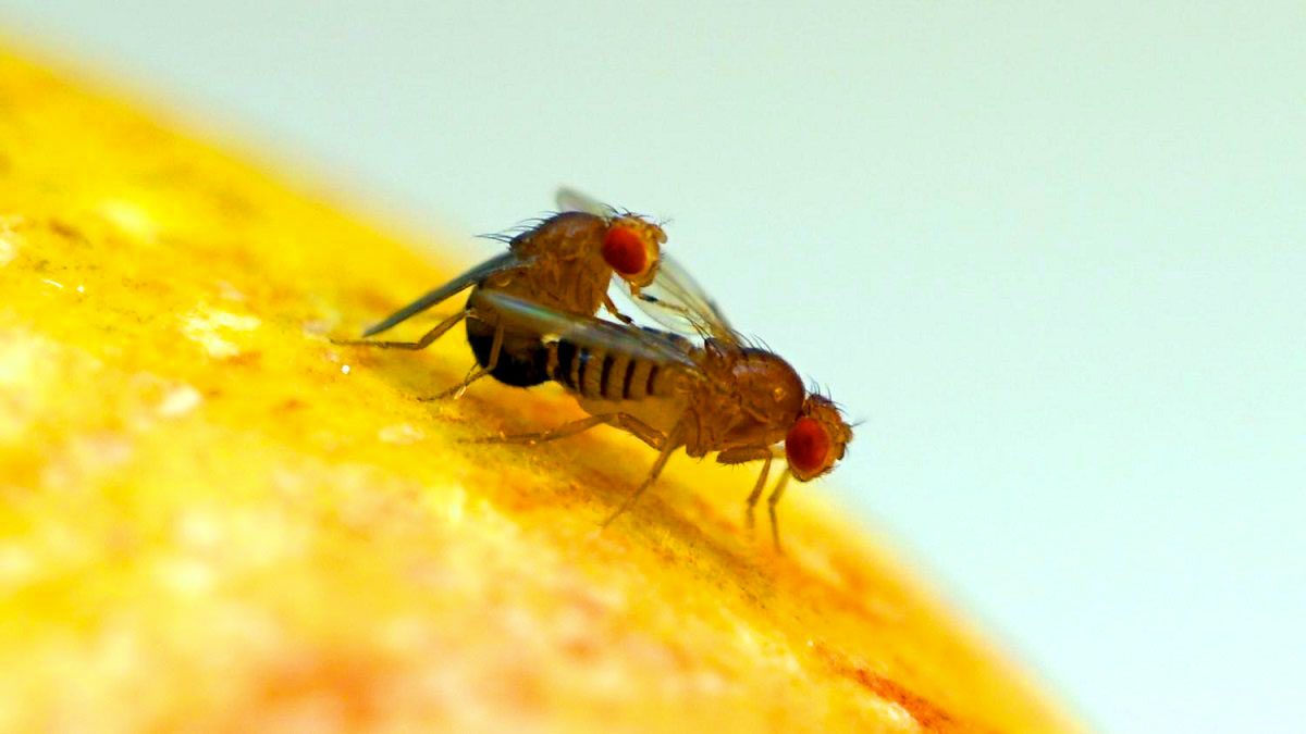 Cómo deshacerse (en realidad) de las moscas de la fruta