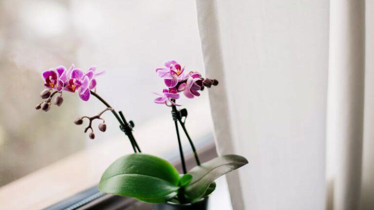 ¿Cómo sembrar orquídeas en macetas?