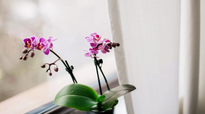 Sembrar orquídeas en masetas