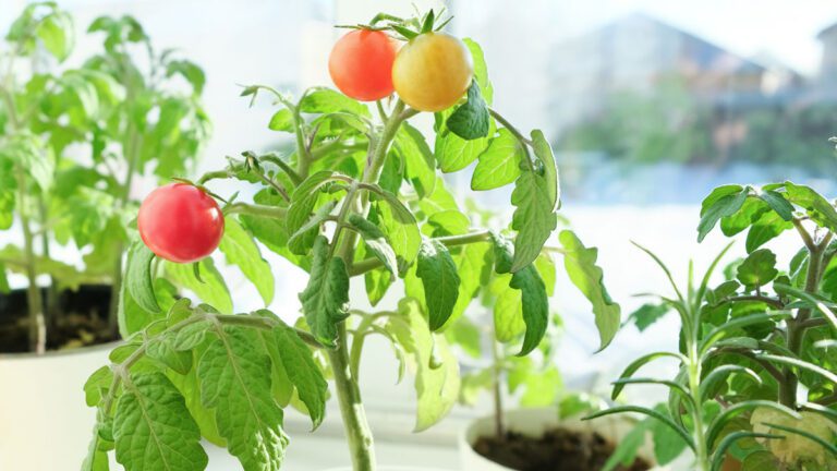 9 consejos para cultivar tomates cherry en macetas