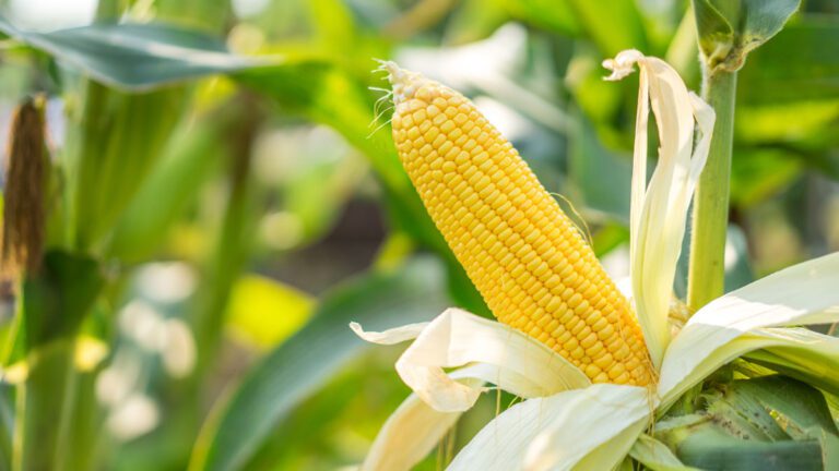 Cómo cultivar maíz en casa, paso a paso