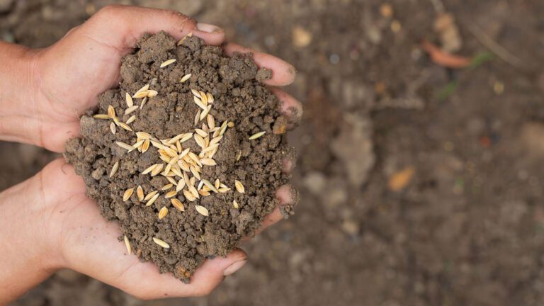 15 mejores fertilizantes orgánicos más comunes