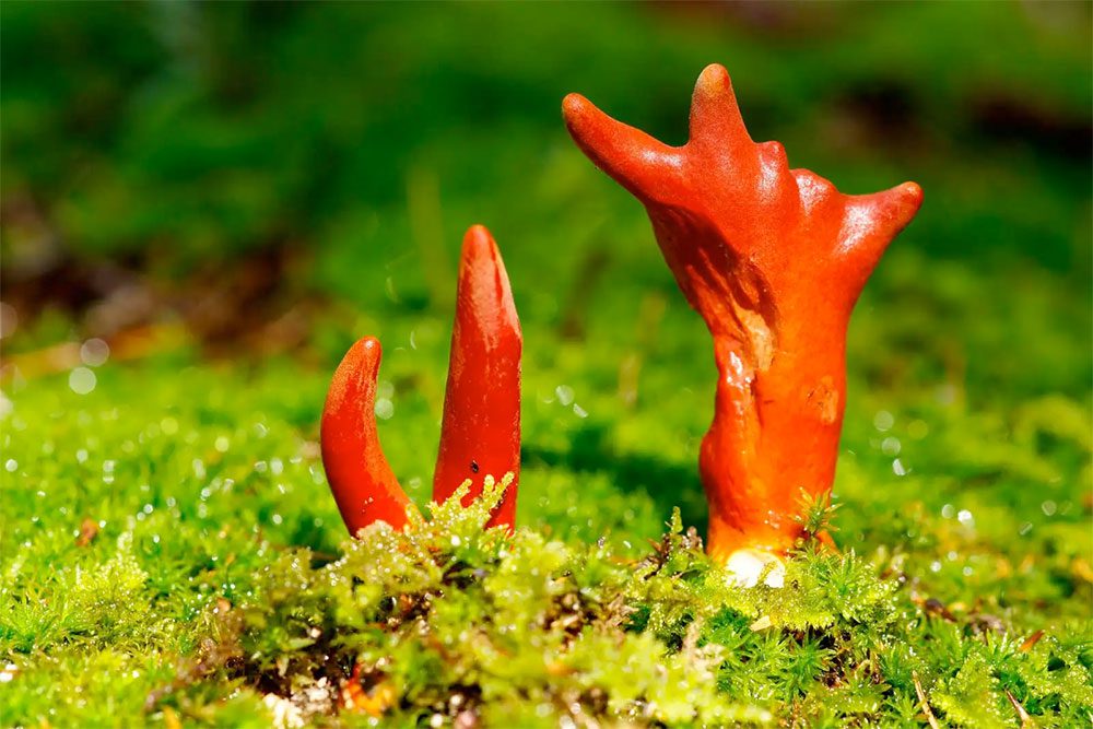 champiñón.  Podostroma Cornu-Damae, un hongo raro originario de Asia.  Sus cuerpos fructíferos rojos contienen potentes toxinas conocidas como micotoxinas tricoteceno que pueden ser fatales para los humanos.  hongo, tóxico, mortal, hongos, hongo venenoso