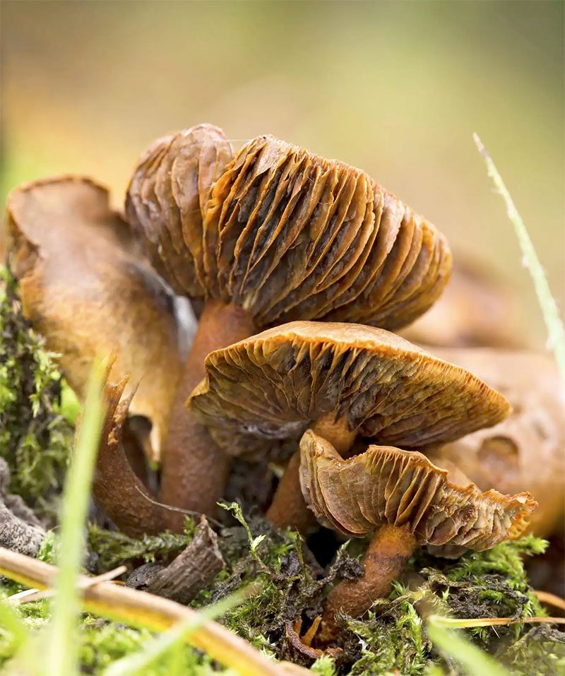 Branquias de tres viejos especímenes de hongo webcap (Cortinarius) en Gloucestershire, al suroeste de Inglaterra.  tóxico, hongos, hongo venenoso