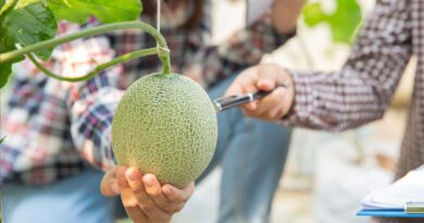 Cultivar plantas de melón