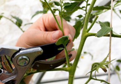 Cómo podar plantas de tomate