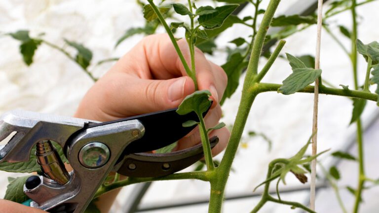 ¿Cómo podar plantas de tomate?