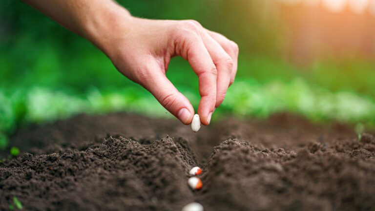 ¿Cómo preparar el suelo para cultivos?