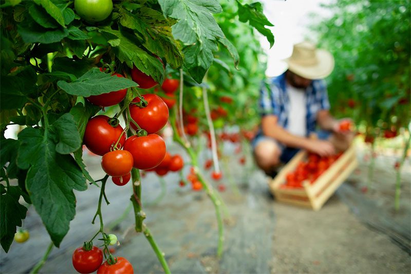 ¿Cómo plantar tomates cherry?