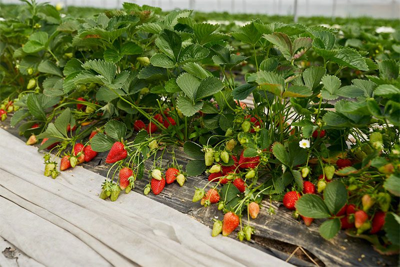 ¿Cómo plantar fresas en un huerto? plantación