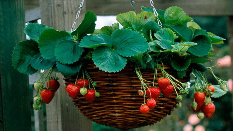 Cómo plantar una cesta colgante de frutillas