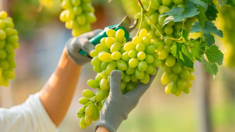 ¿Cómo sembrar uvas en casa paso a paso?