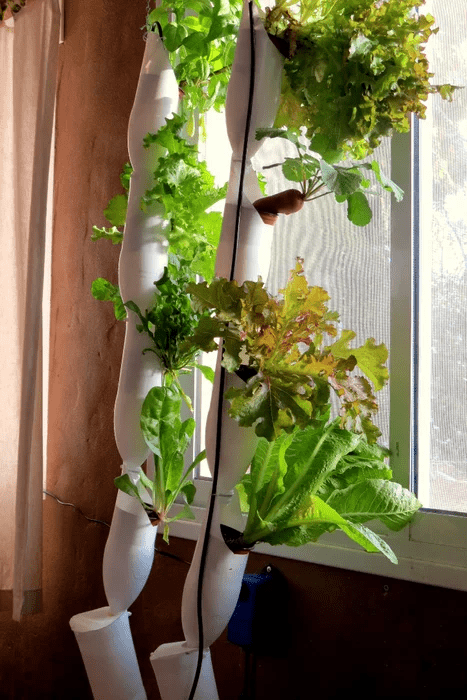 Ideas de jardín vertical hidropónico de bricolaje - ideas de jardines verticales hidropónicos