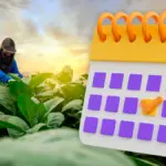 Calendario de siembra- Qué sembrar a cada momento del año