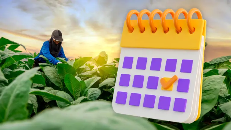Calendario del huerto: Qué sembrar en cada momento del año?